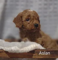 Aslan , a male Cavapoo for sale in Cadott, WI – 3 of 10