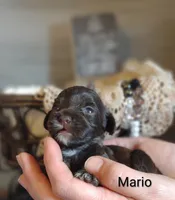 Mario , a male Shihpoo for sale in Cadott, WI – 3 of 6