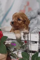 Tilly , a female Cavapoo for sale in Cadott, WI – 5 of 10