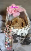 Marlee , a female Shihpoo for sale in Cadott, WI – 4 of 10