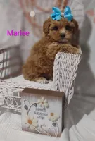 Marlee , a female Shihpoo for sale in Cadott, WI – 7 of 10