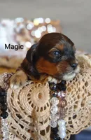 Magic , a male Shihpoo for sale in Cadott, WI – 3 of 9