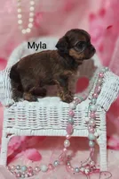 Myla, a female Shihpoo for sale in Cadott, WI – 5 of 10