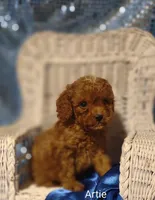 Artie , a male Cavapoo for sale in Cadott, WI – 3 of 10