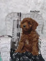 Anchor , a male Cavapoo for sale in Cadott, WI – 10 of 10
