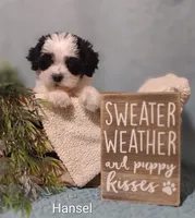 Hansel , a male Cavapoo and Shih Tzu for sale in Cadott, WI – 6 of 10