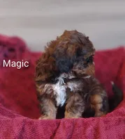 Magic , a male Shihpoo for sale in Cadott, WI – 10 of 10