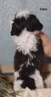 Hero, a male Cavapoo and Shih Tzu for sale in Cadott, WI – 9 of 10
