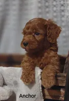 Anchor , a male Cavapoo for sale in Cadott, WI – 2 of 10