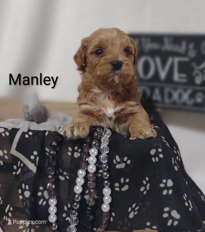 Manley  – Shihpoo puppy for sale in Cadott, WI