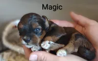 Magic , a male Shihpoo for sale in Cadott, WI – 9 of 9