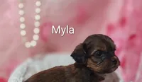 Myla, a female Shihpoo for sale in Cadott, WI – 2 of 10