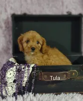 Tula, a female Cavapoo for sale in Cadott, WI – 3 of 10