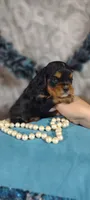 Caesar , a male Cavalier King Charles Spaniel for sale in Cadott, WI – 5 of 10