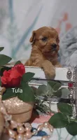 Tula, a female Cavapoo for sale in Cadott, WI – 6 of 10