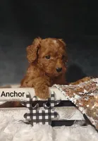 Anchor , a male Cavapoo for sale in Cadott, WI – 10 of 10