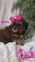 Malika , a female Shihpoo for sale in Cadott, WI – 2 of 10