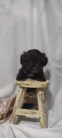 Mario , a male Shihpoo for sale in Cadott, WI – 10 of 10