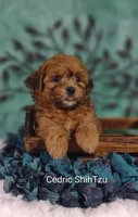Cedric , a male Shih Tzu for sale in Cadott, WI – 3 of 8