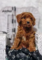 Anchor , a male Cavapoo for sale in Cadott, WI – 8 of 10