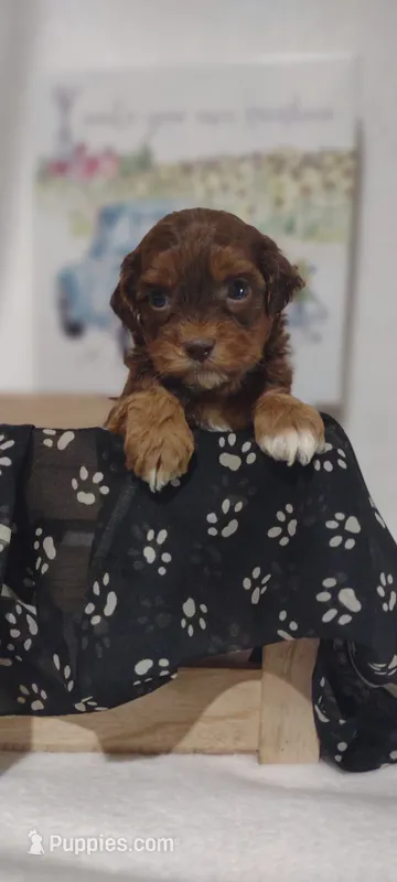 Maxwell  – Shihpoo puppy for sale in Cadott, WI