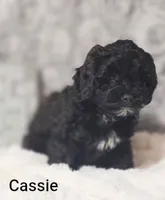 Cassie , a female Shih Tzu for sale in Cadott, WI – 3 of 10