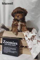 Maxwell , a male Shihpoo for sale in Cadott, WI – 3 of 9