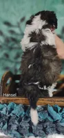 Hansel , a male Cavapoo and Shih Tzu for sale in Cadott, WI – 9 of 10