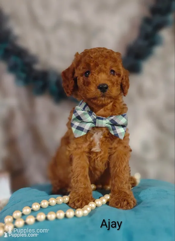 Ajay – Cavapoo puppy for sale in Cadott, WI