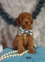 Ajay, a male Cavapoo for sale in Cadott, WI – 3 of 9
