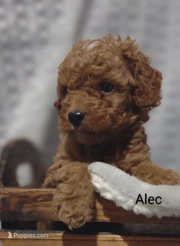 Alec – Cavapoo puppy for sale in Cadott, WI
