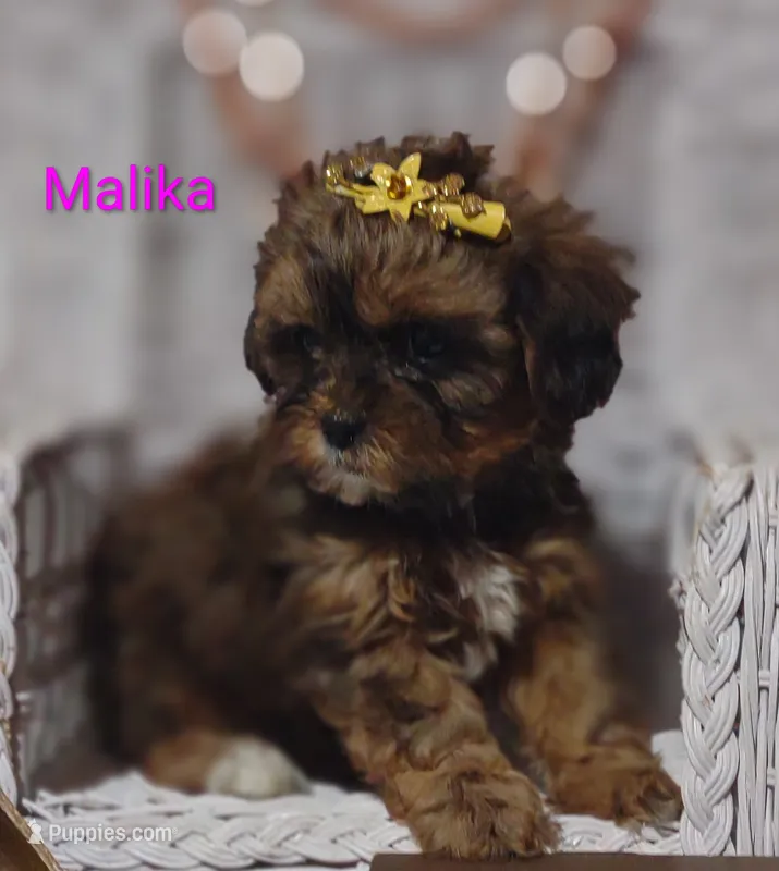 Malika  – Shihpoo puppy for sale in Cadott, WI
