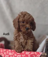 Audi , a male Cavapoo for sale in Cadott, WI – 7 of 10