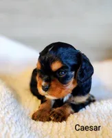 Caesar , a male Cavalier King Charles Spaniel for sale in Cadott, WI – 4 of 10