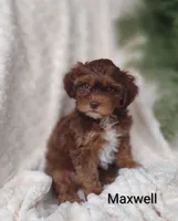 Maxwell , a male Shihpoo for sale in Cadott, WI – 1 of 9