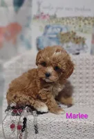 Marlee , a female Shihpoo for sale in Cadott, WI – 6 of 10