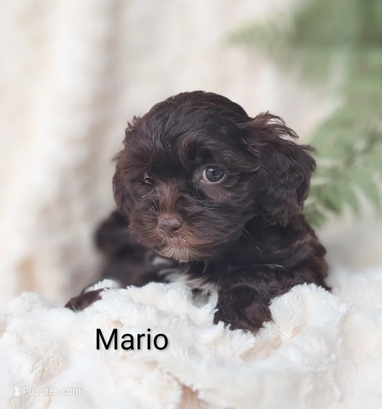 Mario  – Shihpoo puppy for sale in Cadott, WI