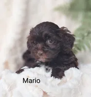 Mario , a male Shihpoo for sale in Cadott, WI – 1 of 10