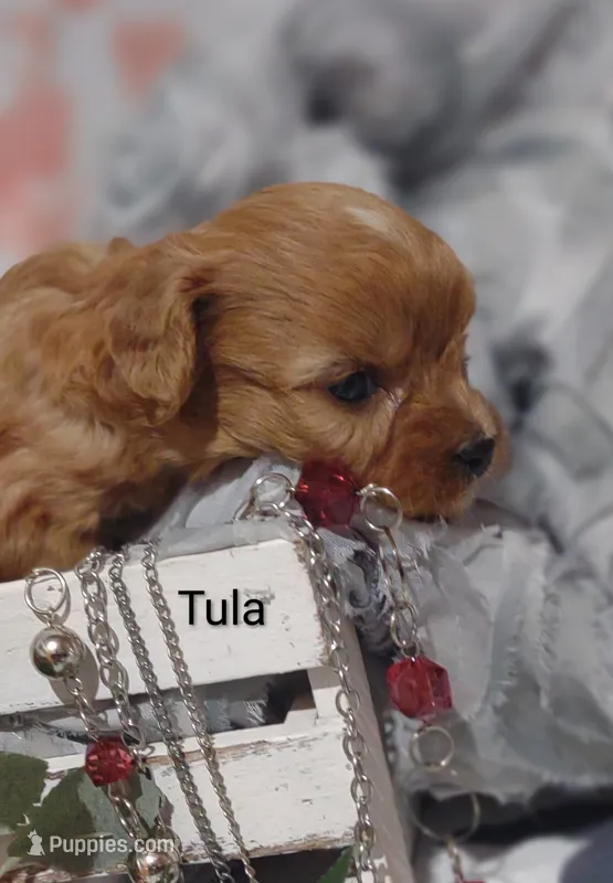 Tula – Cavapoo puppy for sale in Cadott, WI