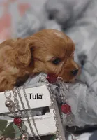 Tula, a female Cavapoo for sale in Cadott, WI – 5 of 10