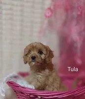 Tula, a female Cavapoo for sale in Cadott, WI – 5 of 10