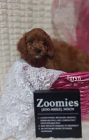 Taryn , a female Cavapoo for sale in Cadott, WI – 8 of 10