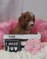 Luna , a female Cavapoo for sale in Cadott, WI – Photo 3 of 10