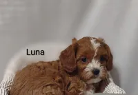 Luna , a female Cavapoo for sale in Cadott, WI – Photo 5 of 10