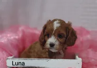 Luna , a female Cavapoo for sale in Cadott, WI – Photo 2 of 10
