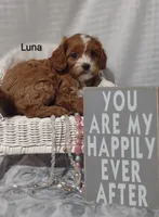 Luna , a female Cavapoo for sale in Cadott, WI – Photo 9 of 10