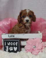 Luna , a female Cavapoo for sale in Cadott, WI – Photo 7 of 10