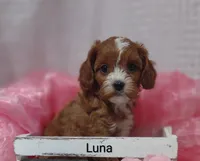 Luna , a female Cavapoo for sale in Cadott, WI – Photo 1 of 10