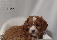 Luna , a female Cavapoo for sale in Cadott, WI – Photo 8 of 10