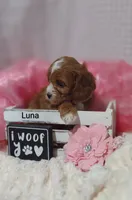 Luna , a female Cavapoo for sale in Cadott, WI – Photo 10 of 10